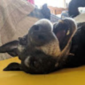 Meet your Posher, Mallory